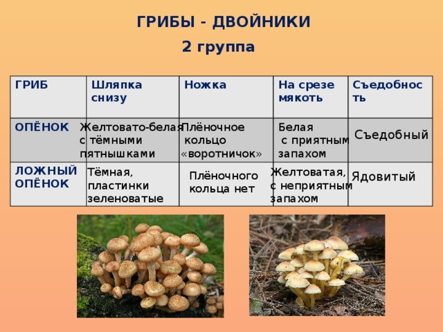 Грибы какой класс. Грибы двойники. Гриб двойник шампиньона. Грибы двойники таблица. Грибы двойники картинки.