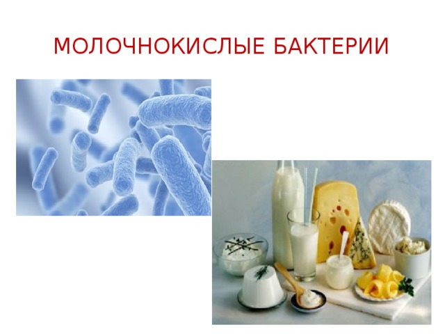 Молочнокислые бактерии 
