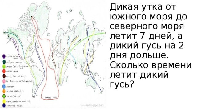 Карта миграции уток