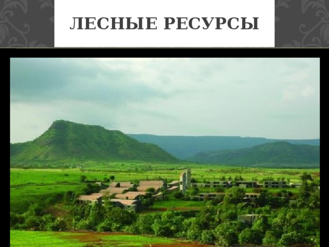 Лесные ресурсы 