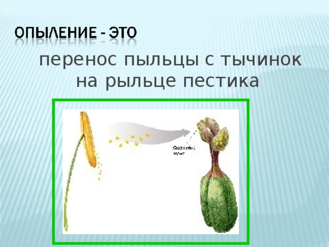  перенос пыльцы с тычинок на рыльце пестика 
