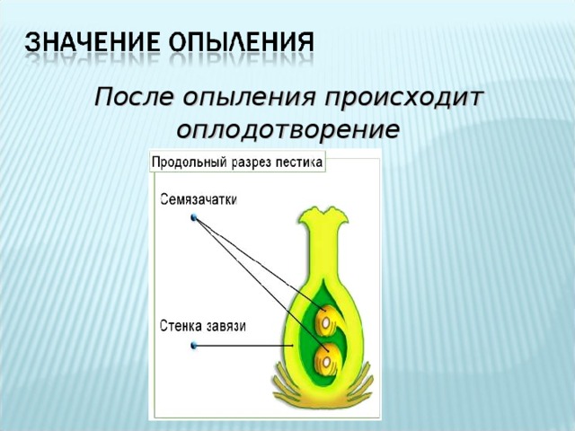  После опыления происходит оплодотворение 