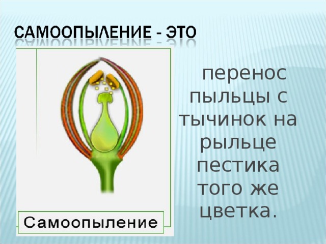  перенос пыльцы с тычинок на рыльце пестика того же цветка.  
