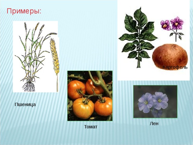 Примеры: Картофель Пшеница Лен Томат 