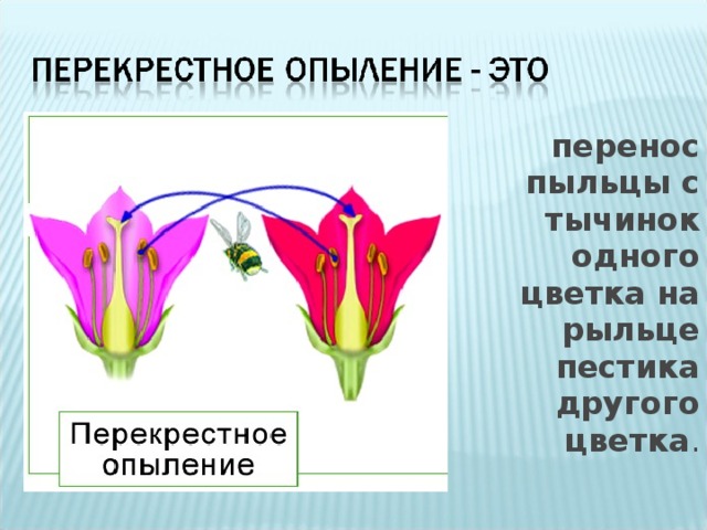 перенос пыльцы с тычинок одного цветка на рыльце пестика другого цветка . 