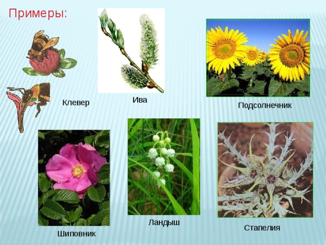 Примеры: Ива Клевер Подсолнечник Ландыш Стапелия Шиповник 