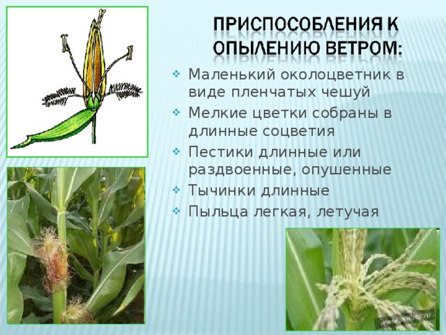 Маленький околоцветник в виде пленчатых чешуй Мелкие цветки собраны в длинные соцветия Пестики длинные или раздвоенные, опушенные Тычинки длинные Пыльца легкая, летучая  