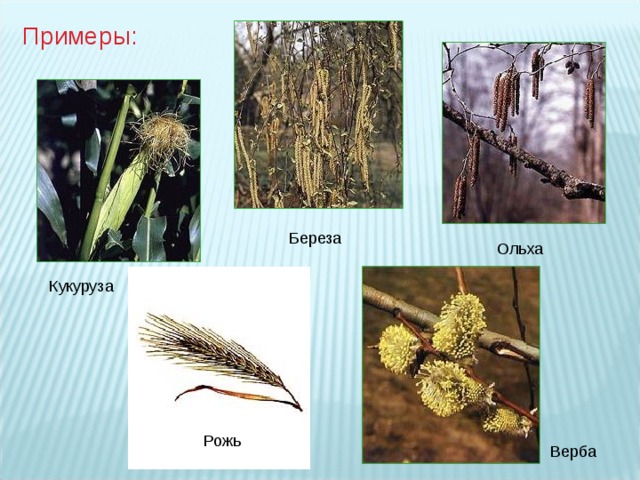 Примеры: Береза Ольха Кукуруза Рожь Верба 