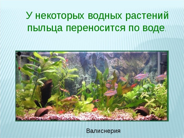 У некоторых водных растений пыльца переносится по воде . Валиснерия 