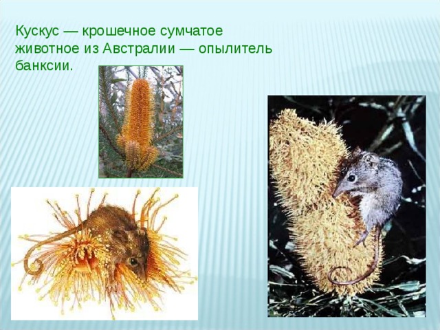 Кускус — крошечное сумчатое животное из Австралии — опылитель банксии. 