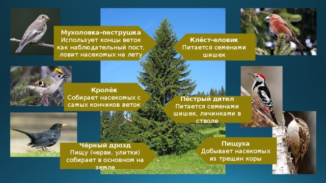 Мухоловка-пеструшка Использует концы веток как наблюдательный пост, ловит насекомых на лету Клёст-еловик Питается семенами шишек Кролёк Собирает насекомых с самых кончиков веток Пёстрый дятел Питается семенами шишек, личинками в стволе Пищуха Добывает насекомых из трещин коры Чёрный дрозд Пищу (черви, улитки) собирает в основном на земле 