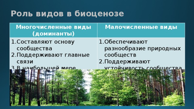 Каковы причины большого разнообразия. Роль видов в биоценозе. Функции биоценоза. Роль видов в биоценозе Доминанты. Разнообразие природных сообществ.