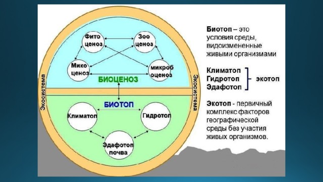 Выберите природный биоценоз. Экотоп и биотоп. Биогеоценоз биотоп биоценоз. Экосистема Экотоп и биотоп. Схема биогеоценоза.