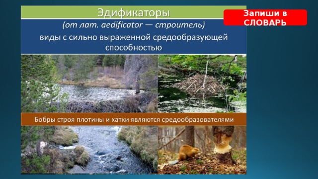 Запиши в СЛОВАРЬ 
