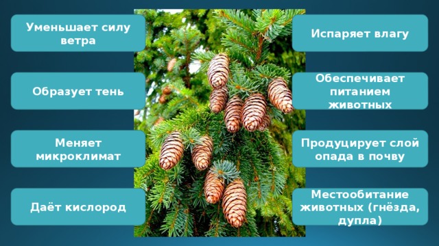 Уменьшает силу ветра Испаряет влагу Образует тень Обеспечивает питанием животных Меняет микроклимат Продуцирует слой опада в почву Даёт кислород Местообитание животных (гнёзда, дупла) 