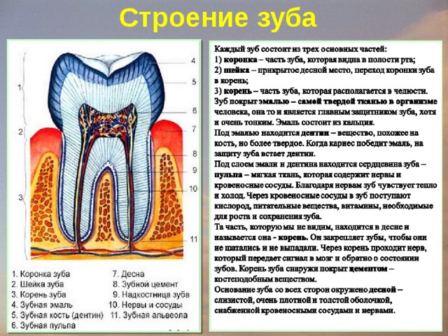 Корень зуба находится. Строение зуба коронка эмаль. Строение зубакоронка жмаль,. Строение зуба кариес зуба.