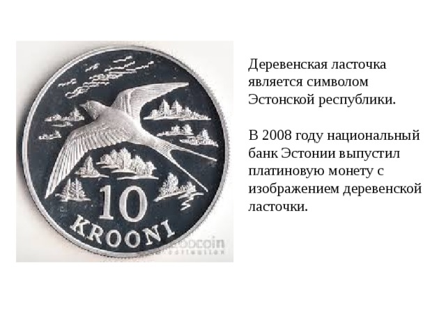 Деревенская ласточка является символом Эстонской республики. В 2008 году национальный банк Эстонии выпустил платиновую монету с изображением деревенской ласточки. 