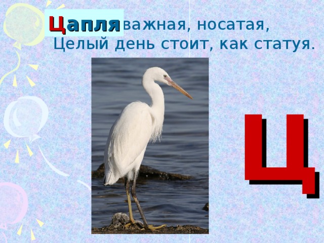 Буква ц азбука презентация