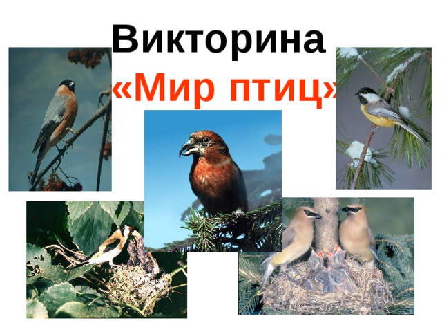 Викторина «Мир птиц» 