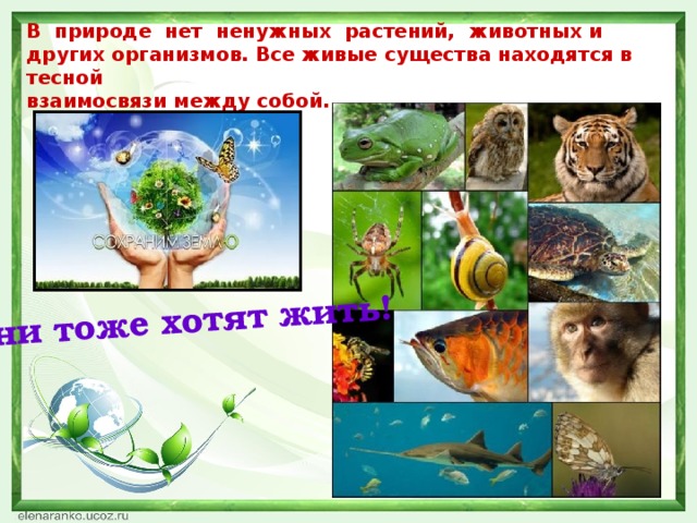 Они тоже хотят жить! В  природе  нет  ненужных  растений,  животных и других организмов. Все живые существа находятся в тесной  взаимосвязи между собой. 