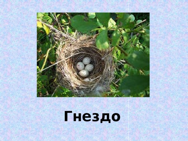 Гнездо 