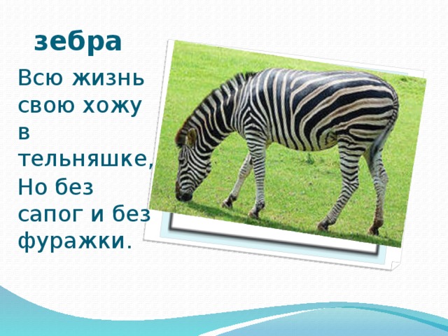 Загадка без ног. Всю жизнь свою хожу в тельняшке но без сапог. Всю жизнь свою хожу в тельняшке. Всю жизнь свою хожу в тельняшке но без сапог и без фуражки. Загадка всю жизнь хожу в тельняшке но без сапог и без фуражки.