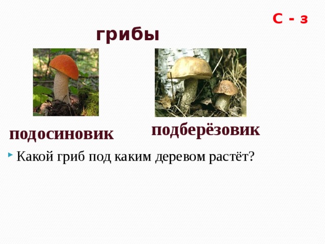 Состав слова подберезовик