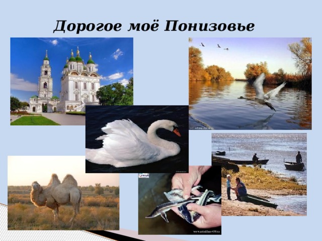 Рисунок мое родное понизовье