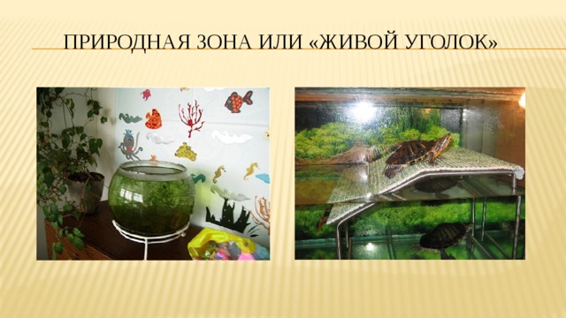 Природная зона или «живой уголок» 