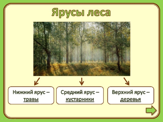 Рисунок ярусы леса