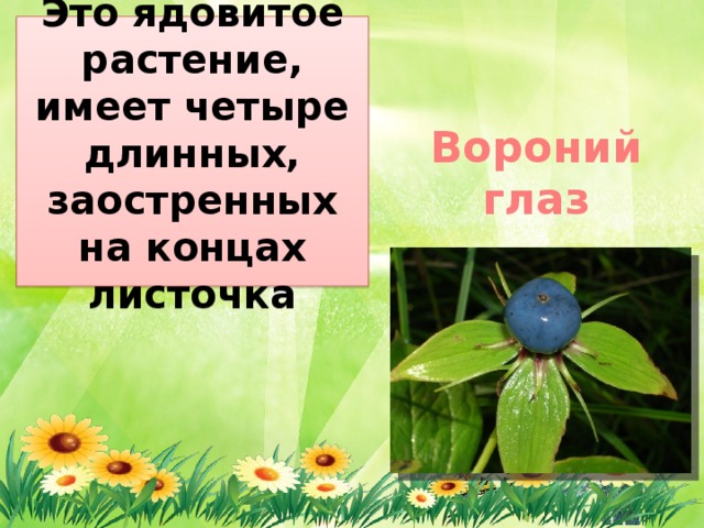 Это ядовитое растение, имеет четыре длинных, заостренных на концах листочка Вороний глаз 