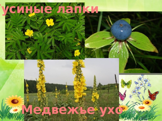 Гусиные лапки Медвежье ухо 