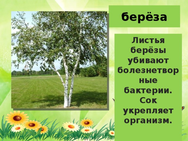 берёза Листья берёзы убивают болезнетворные бактерии. Сок укрепляет организм. 