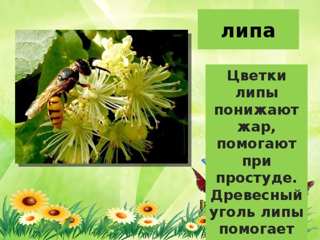 липа Цветки липы понижают жар, помогают при простуде. Древесный уголь липы помогает при отравлениях. 