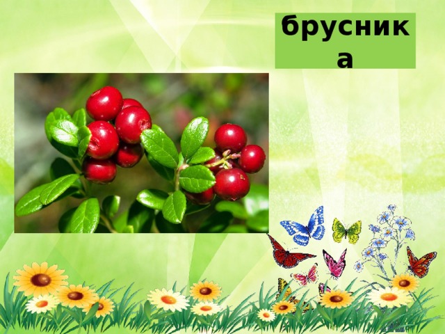 брусника 