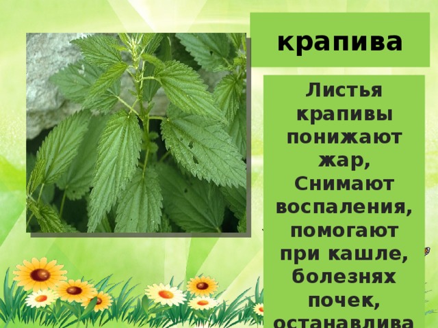 крапива Листья крапивы понижают жар, Снимают воспаления, помогают при кашле, болезнях почек, останавливают кровотечение. 
