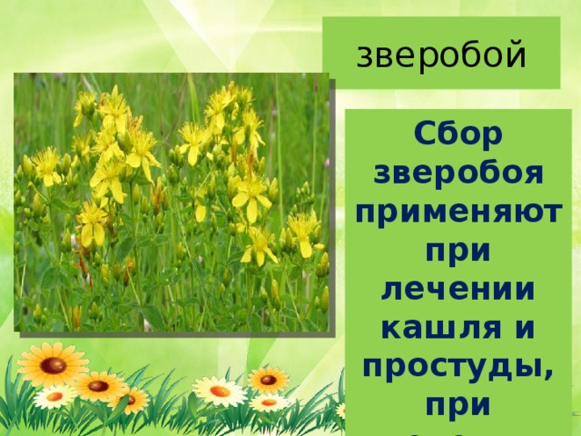 зверобой Сбор зверобоя применяют при лечении кашля и простуды, при лечении нервных заболеваний. 