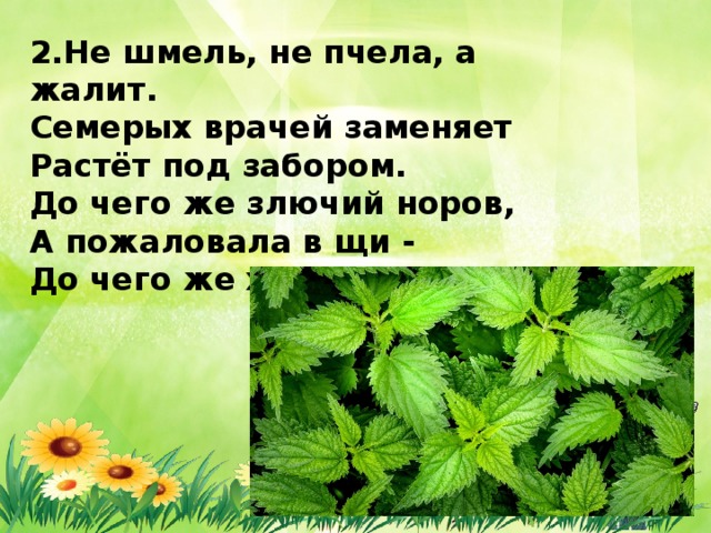 2.Не шмель, не пчела, а жалит. Семерых врачей заменяет Растёт под забором. До чего же злючий норов, А пожаловала в щи - До чего же хороши! 