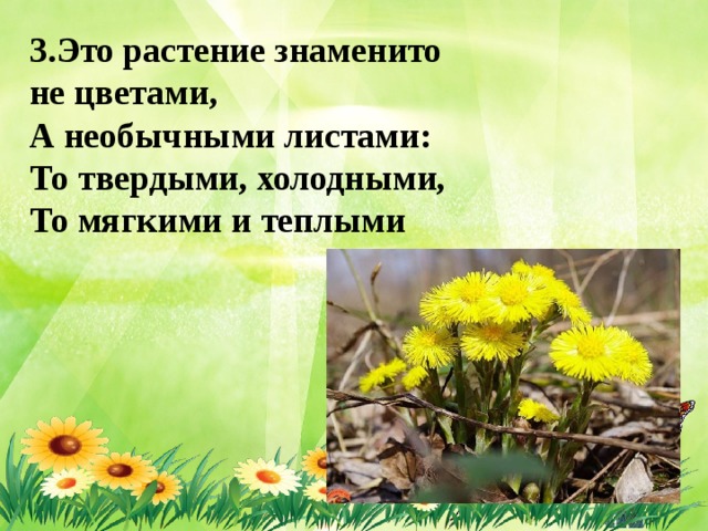3.Это растение знаменито не цветами, А необычными листами: То твердыми, холодными, То мягкими и теплыми 