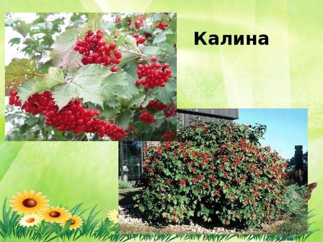 Калина 
