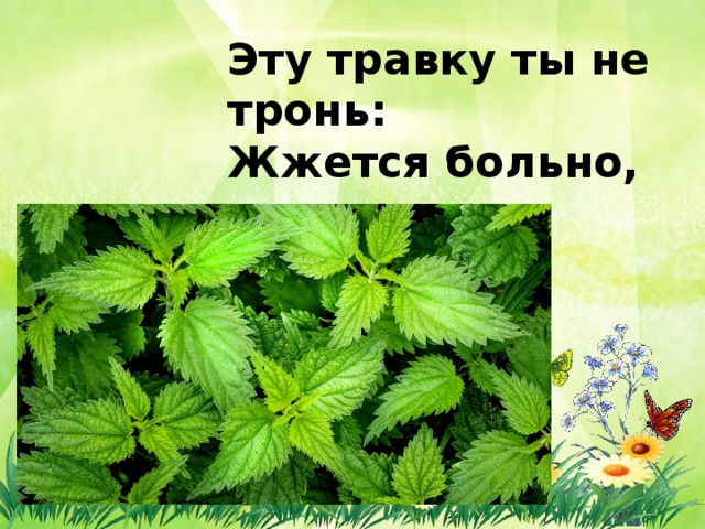 Эту травку ты не тронь:   Жжется больно, как огонь.   
