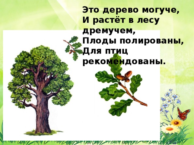 Это дерево могуче,  И растёт в лесу дремучем,  Плоды полированы,  Для птиц рекомендованы. 