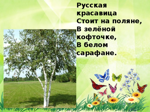 Русская красавица  Стоит на поляне,  В зелёной кофточке,  В белом сарафане. 