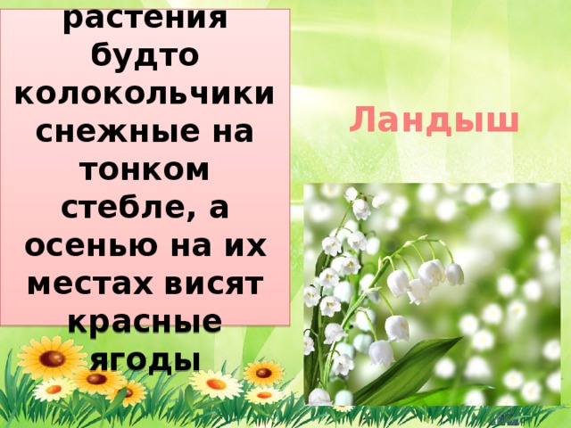 Цветки у этого растения будто колокольчики снежные на тонком стебле, а осенью на их местах висят красные ягоды Ландыш 