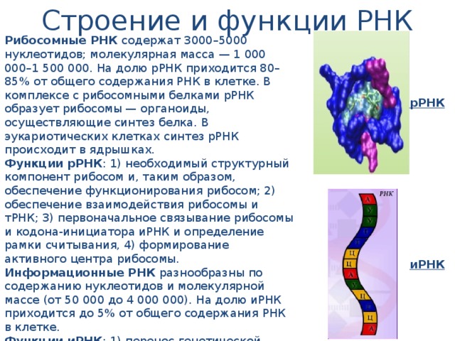 Строение и функции РНК Рибосомные РНК содержат 3000–5000 нуклеотидов; молекулярная масса — 1 000 000–1 500 000. На долю рРНК приходится 80–85% от общего содержания РНК в клетке. В комплексе с рибосомными белками рРНК образует рибосомы — органоиды, осуществляющие синтез белка. В эукариотических клетках синтез рРНК происходит в ядрышках. Функции рРНК : 1) необходимый структурный компонент рибосом и, таким образом, обеспечение функционирования рибосом; 2) обеспечение взаимодействия рибосомы и тРНК; 3) первоначальное связывание рибосомы и кодона-инициатора иРНК и определение рамки считывания, 4) формирование активного центра рибосомы. Информационные РНК разнообразны по содержанию нуклеотидов и молекулярной массе (от 50 000 до 4 000 000). На долю иРНК приходится до 5% от общего содержания РНК в клетке. Функции иРНК : 1) перенос генетической информации от ДНК к рибосомам, 2) матрица для синтеза молекулы белка, 3) определение аминокислотной последовательности первичной структуры белковой молекулы. рРНК иРНК