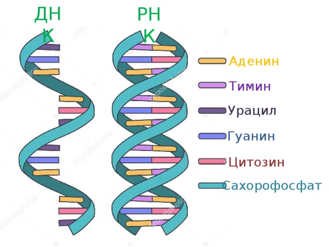 ДНК РНК Аденин Тимин Урацил Гуанин Цитозин Сахорофосфат