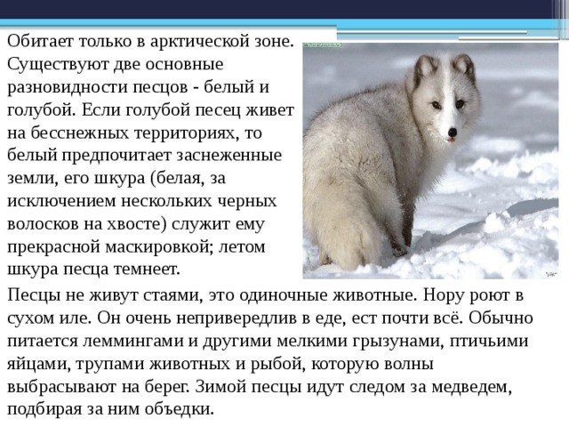 Где обитает песец в какой природной. Песец информация. Животное тундры песец сообщение.