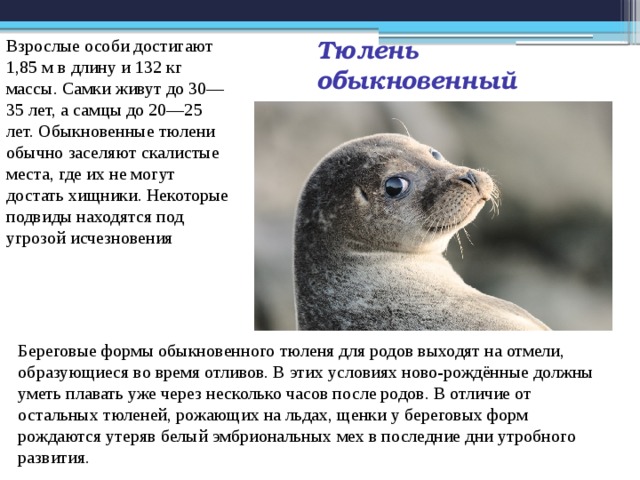 Объясните руководствуясь этой схемой образование обтекаемой формы тела у предков современного тюленя