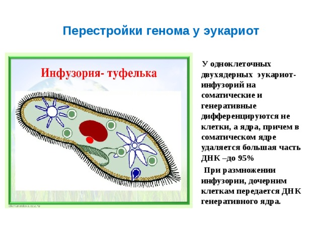 К эукариотам не относятся инфузория туфелька