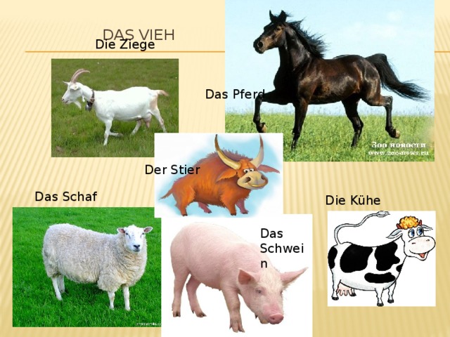  Das Vieh   Die Ziege Das Pferd Der Stier Das Schaf Die Kühe Das Schwein 